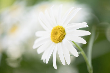Obraz na płótnie Canvas Close up photograph of a white Shasta Daisy in the garden