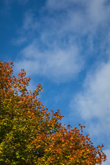 Orange Autumn Maple Leaves on a Tree Against a Blue Sky with Wispy Clouds and Copy Space