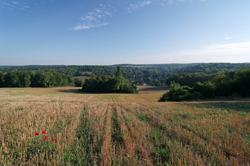 Fototapeta na wymiar Poppys and wheat field in Vexin 
