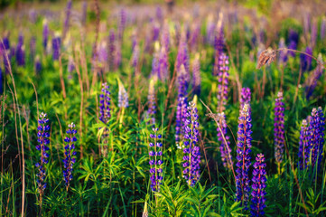 Naklejka premium beautiful blue and violet lupines in rural field at sunrise (sunset). natural floral background