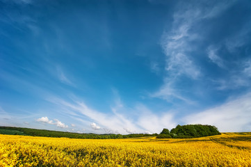flowers of oil in rapeseed field with blue sky and clouds.natural summer background