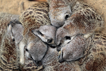 Relax sleeping wild African Meerkats family (Suricata suricatta)