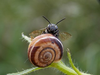 bug on the snail

