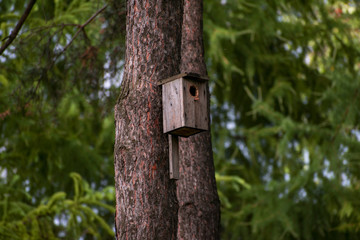 birdhouse in the forest