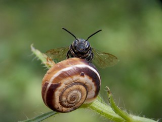 bug on the snail
