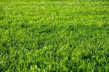 field of grass on a sunny summer day