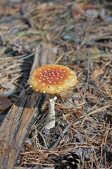 amanita