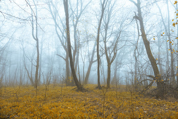 Fototapeta premium Mystic foggy forest with yellow and orange colored leaves.