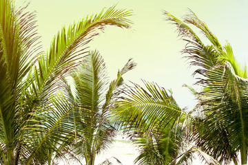 Obraz na płótnie Canvas Coconut green leaves on sand beach in tropical sea.
