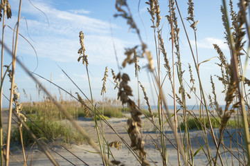 Abstract image of beachgrass on sand dunes on Florida beach