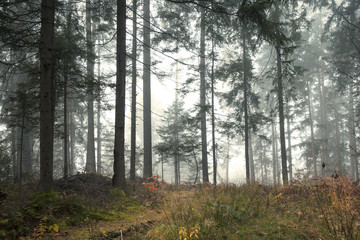 Beautiful morning misty forest tree landscape. 