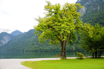 Beautiful tree on the bank of Konigssee. Mountain lake. Bavaria, Germany.