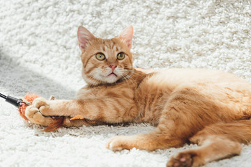Obraz premium beautiful furry ginger cat lying on white carpet and looking up