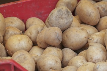 potatoes in the farm