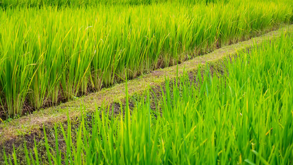 The Walking path in a lush rice paddy During the period of white planting in the morning and Sunny sun in agriculture and environment concept.