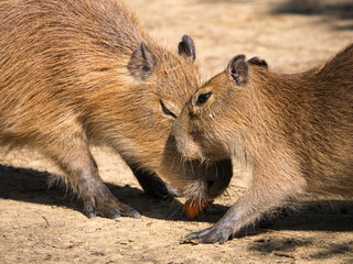 Capybara