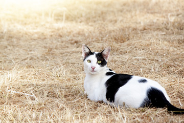 White cat stares and sits on a dry lawn.