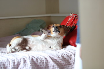 Dog, Jack Russel Terrier