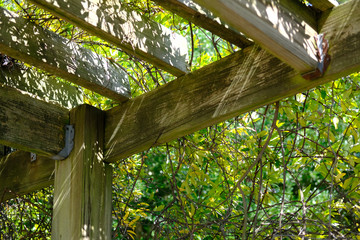 Green overhead trellis