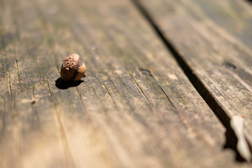 Acorn on Wooden Table