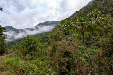 Fototapeta na wymiar Cloud forest in Manu national park, Peru