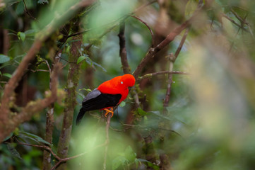 Andean Cock-of-the-rock (Rupicola peruvianus) in cloud forest, Manu national park, Peru