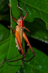 Katydid on a leaf in Manu national park, Peru