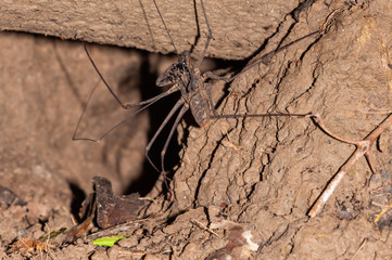 Tailless whip-scorpion in Manu National Park, Peru