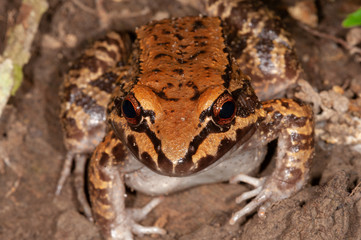 Smoky jungle frog (Leptodactylus pentadactylus) in Manu national park, Peru