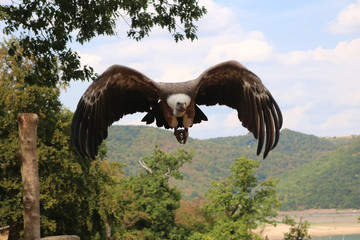 Gänsegeier im Anflug