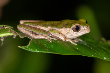 Pale-sided Monkey Frog in Manu national park, Peru