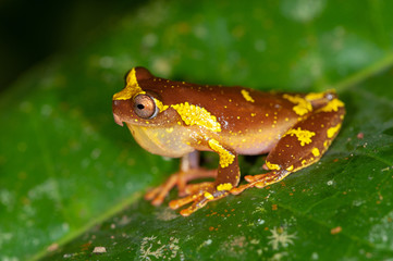 Shreve's Sarayacu Treefrog (Dendropsophus sarayacuensis) in Manu national park, Peru