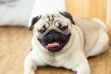Happy Cute pug dog smile and lying on ground and making funny face