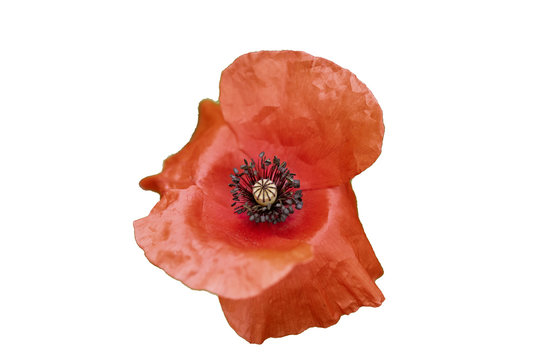 poppy on white background klaproos vrijstaand
