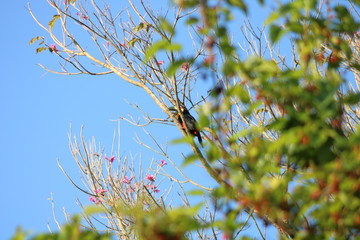 Tucano na Árvore