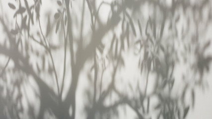 Tree Shadows background.