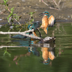 Common Kingfisher (Alcedo atthis)