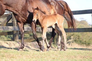 Fototapeta premium Potro quarto de milha