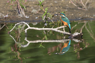 Common Kingfisher (Alcedo atthis)