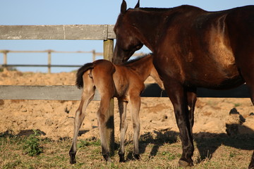 Quarter Horse Foal