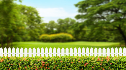 White wooden fence and Green bush wall with blurred green nature background
