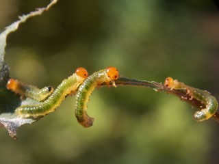 small green caterpillars on the list
