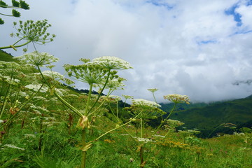 Hiking trail to Silver lakes with hogweed flowers leading via Tobavarchkhili from Mukhuri to Khaishi in Caucasus mountains, Georgia