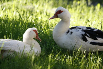 Two white duck on a meadow resting in sun light.