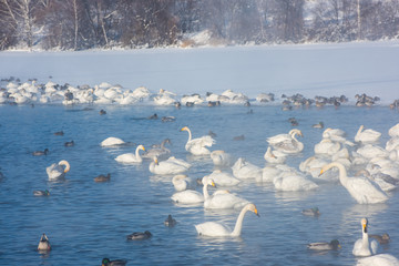 Fototapeta premium Beautiful white whooping swans swimming in the nonfreezing winter lake. The place of wintering of swans, Altay, Siberia, Russia.