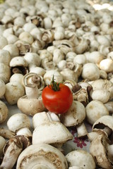 White mushrooms recently picked up and a tomato among them