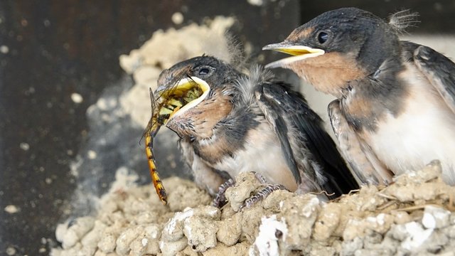 Junge Schwalben, Mauersegler im Nest