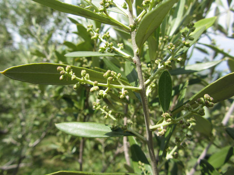Flowering and fruit set in olive ( Oleaceae family ). Tuscany, Italy