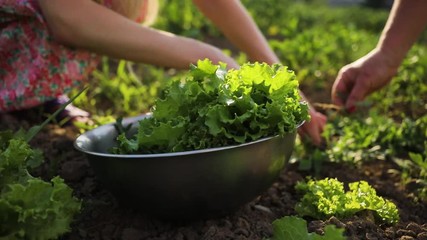 Close up of a woman's hand gathers leaf lettuce in a garden vitamin freshness vegetable agriculture food green harvest plant crop organic rural summer leaf fresh natural healthy field gather girl