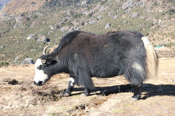 Domestic yak (Bos grunniens) grazing in early autumn. Domestic animal yak in the lake in the mountains in Nepal.